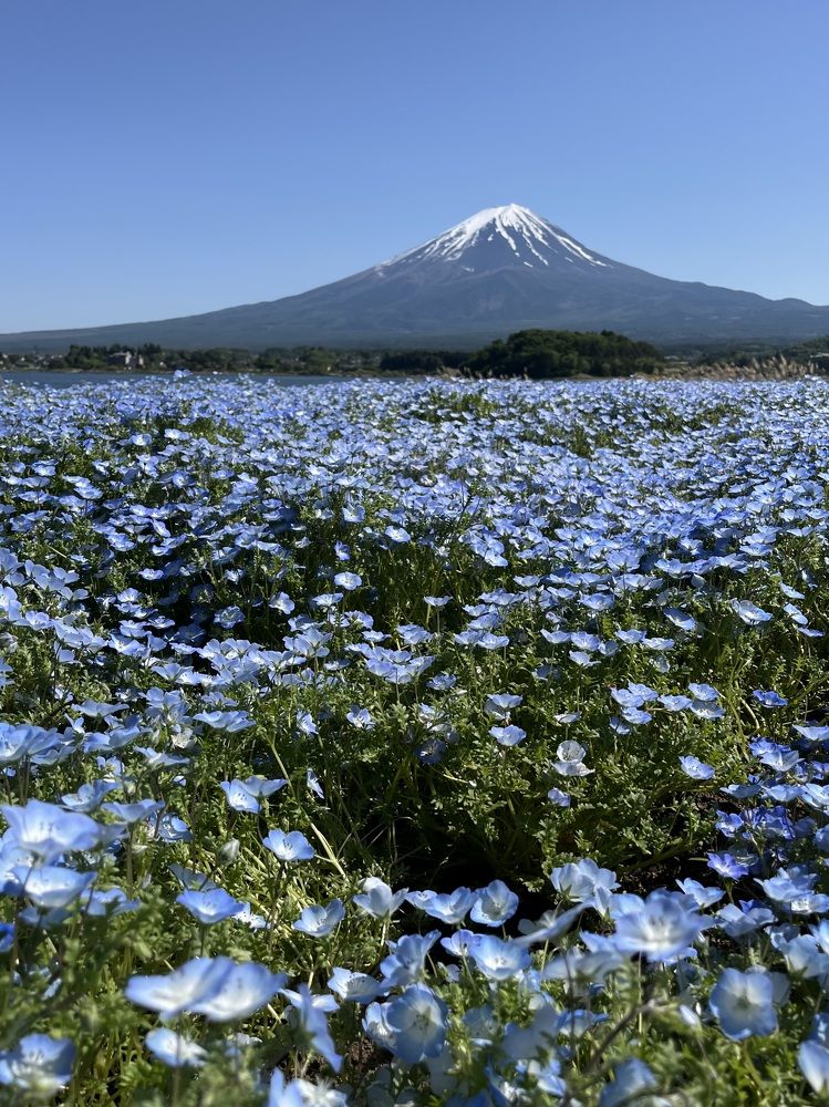 Фотография автора Liudmila Kiermeier