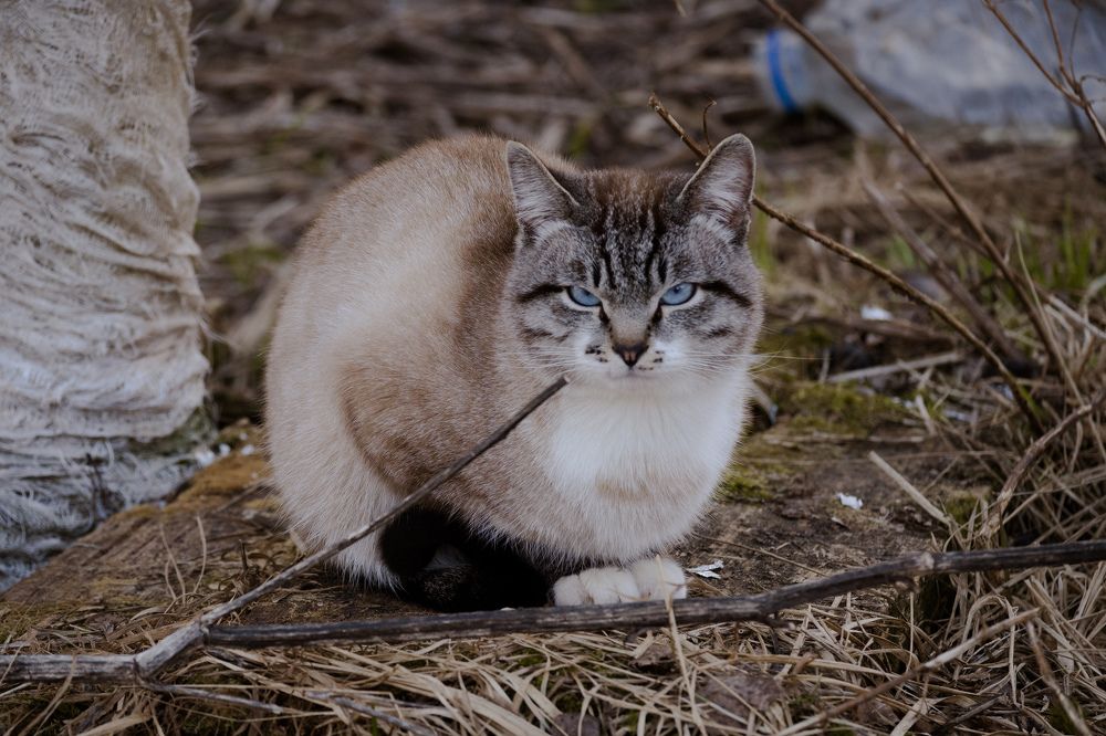 Фотография автора Irina Linina