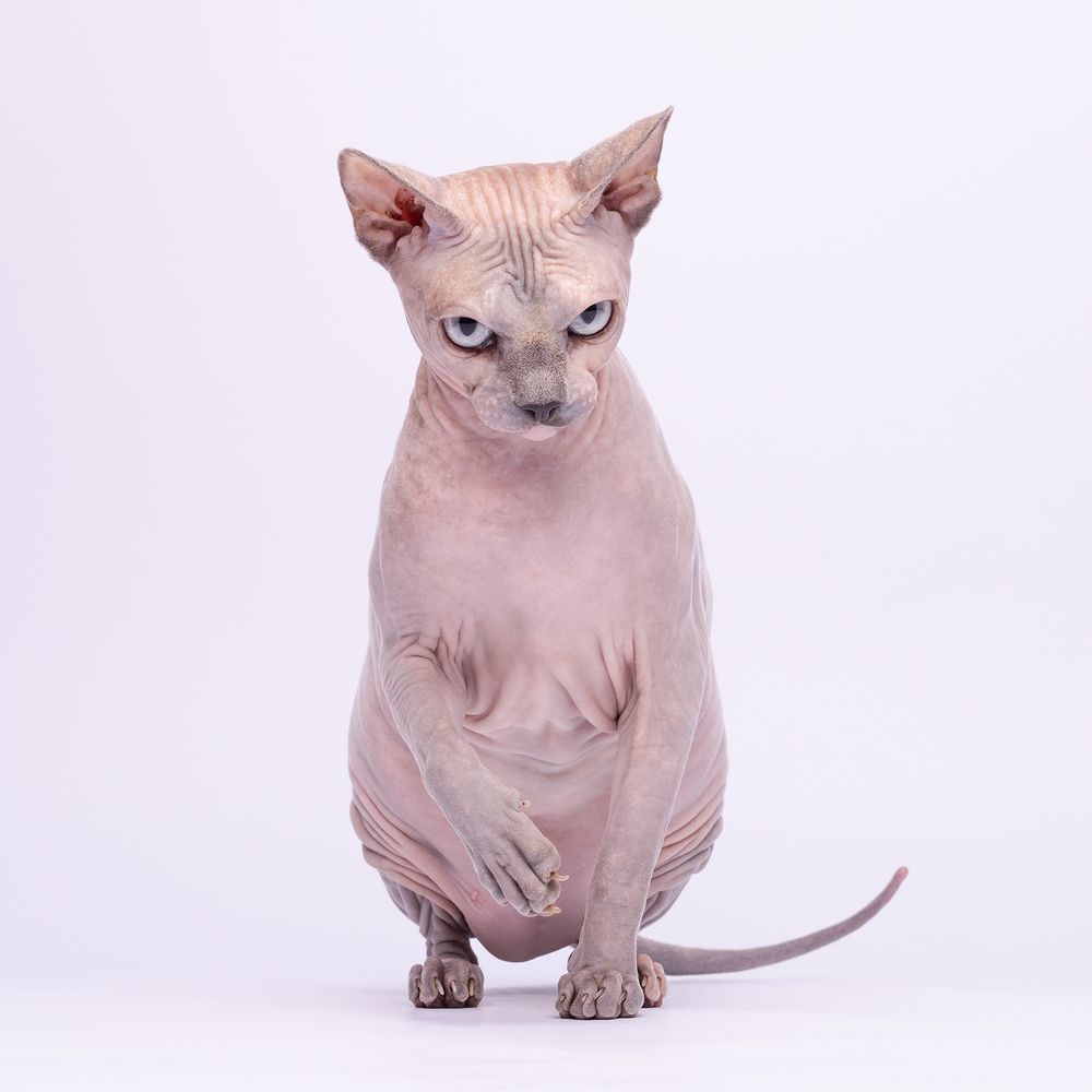 Фотография автора Bernard Sim