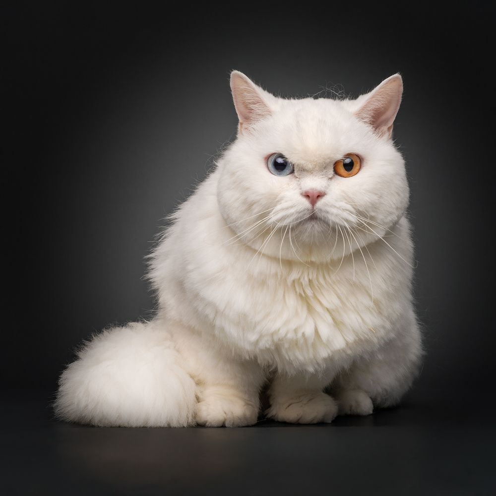 Фотография автора Bernard Sim