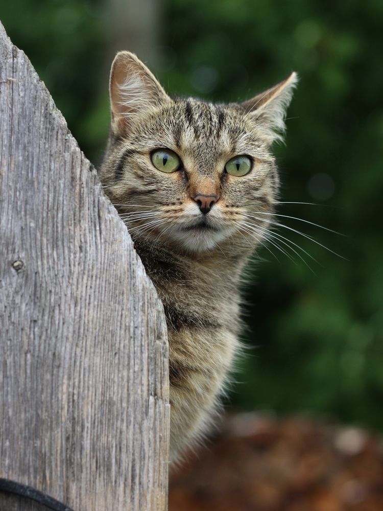 Фотография автора Андрей Шестаков