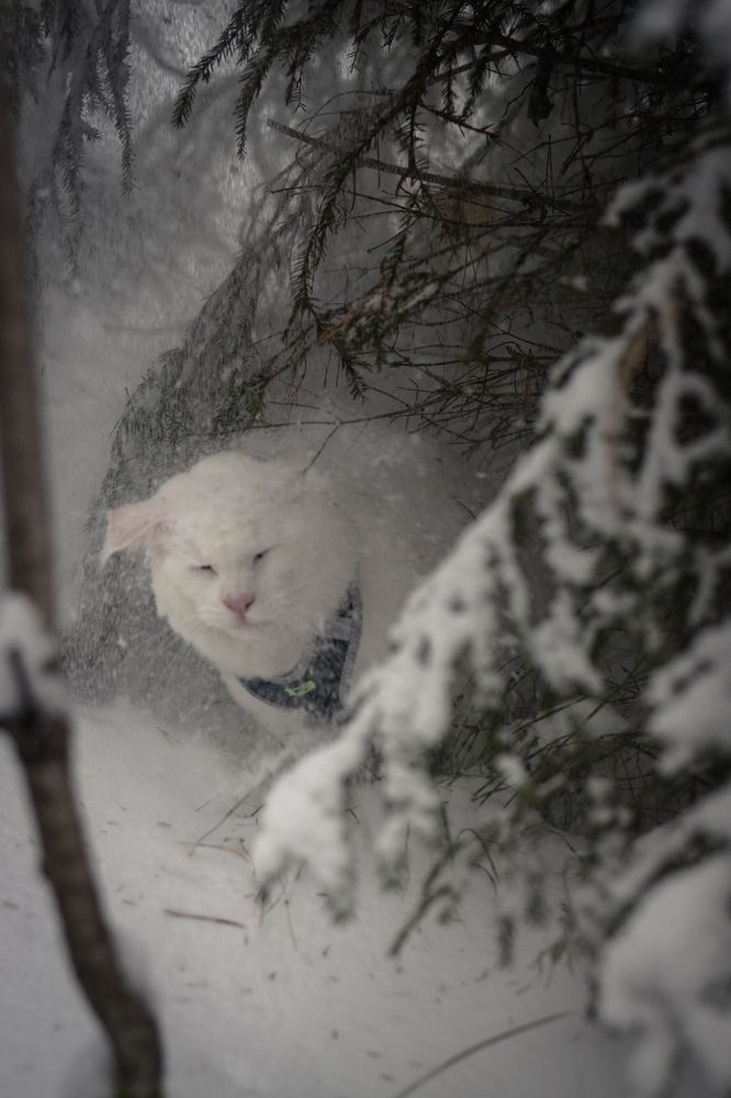 Photograph by Svetlana