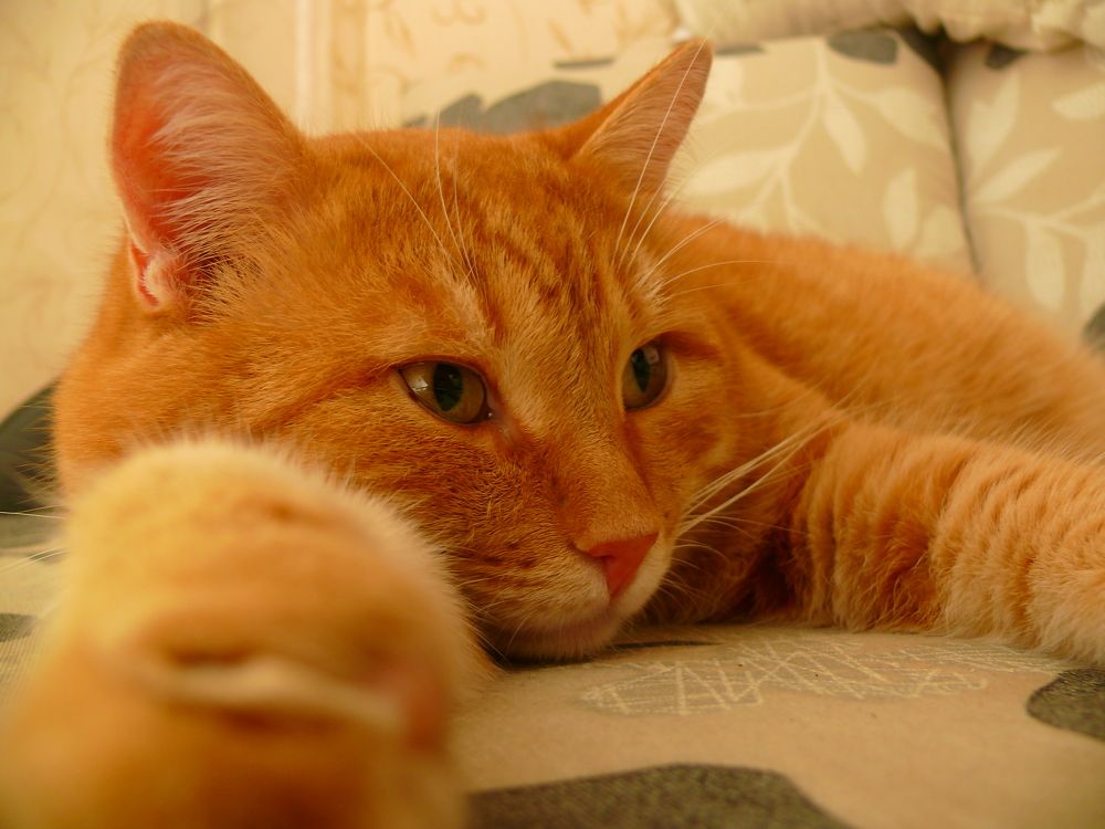 Фотография автора Анатолий Борисов