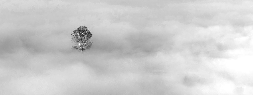 Among the morning mist