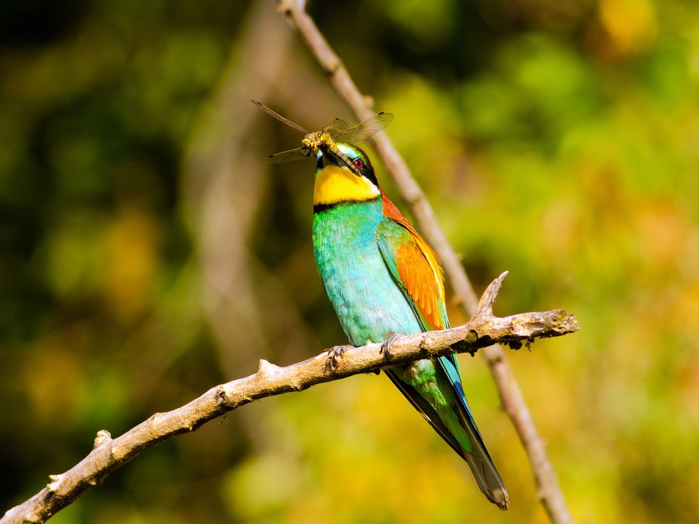 Photograph by Laurentiu Lupascu