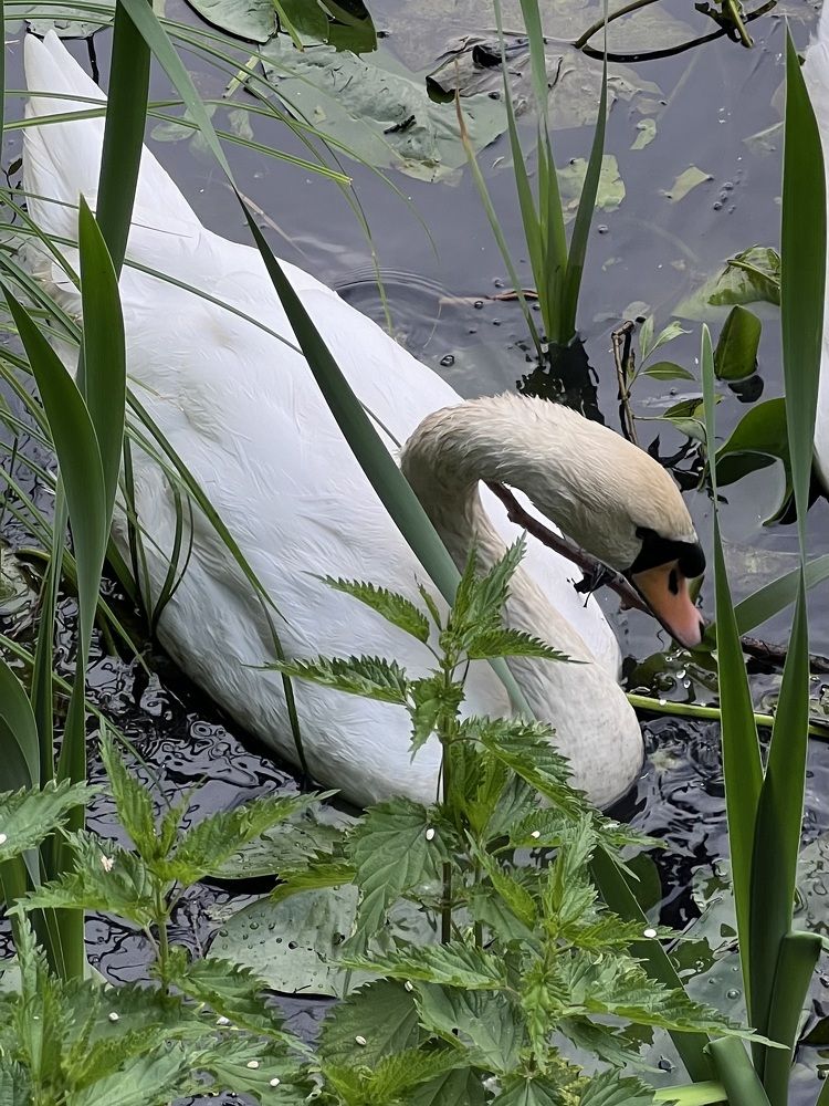 Photograph by Михаил Сорокин