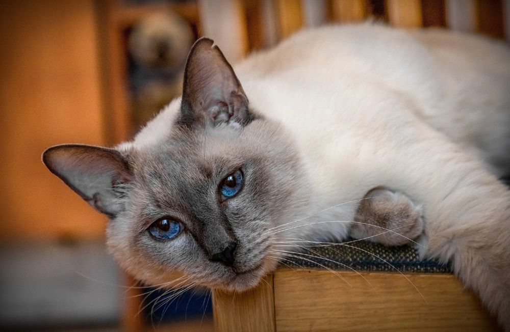 Photograph by Анна Пундалова