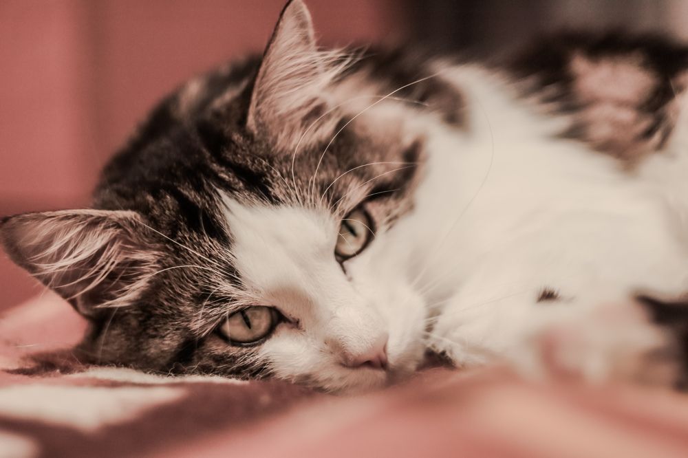 Photograph by Елена Квасова