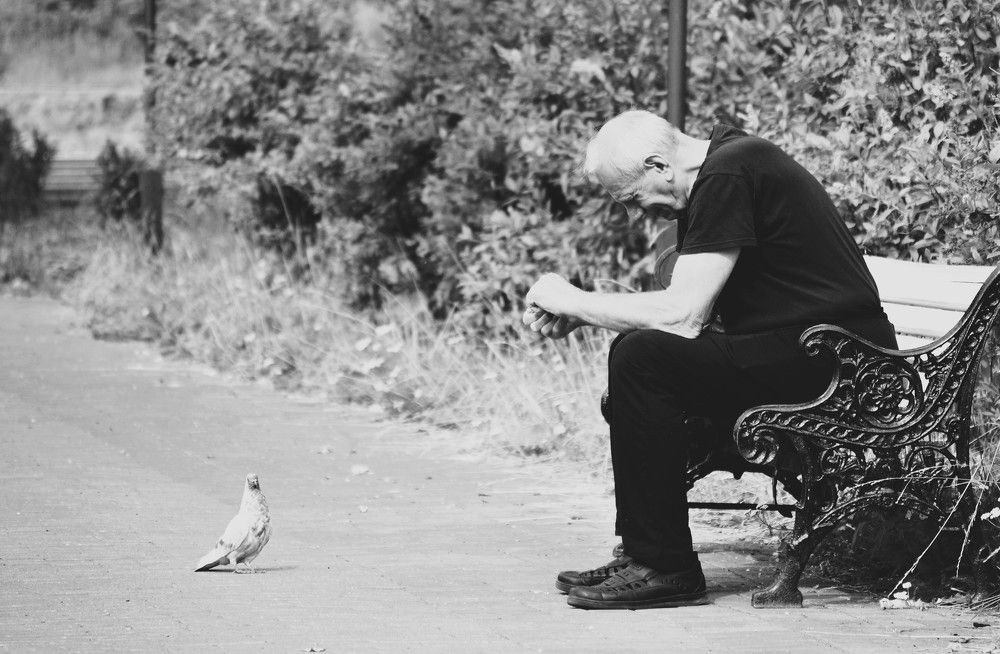 -Вот и все, дружище голубь.