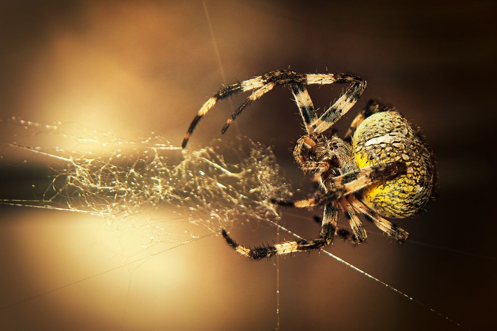 Photograph by Дмитрий Огольцов