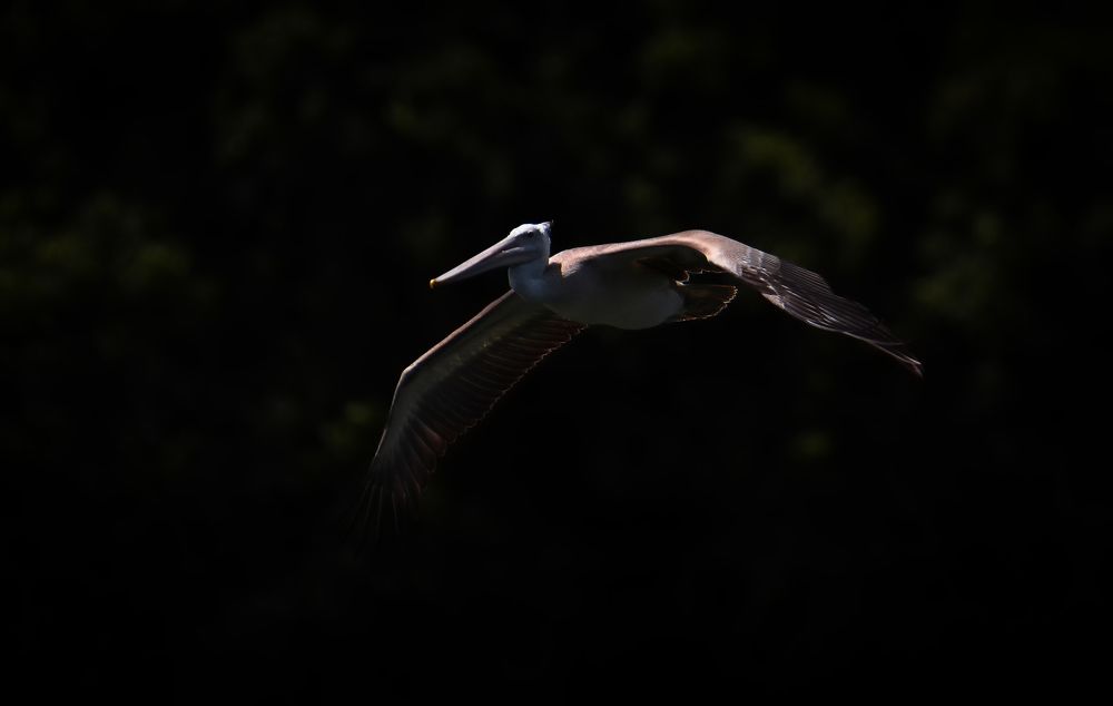 Spot Billed Pelican in flight!