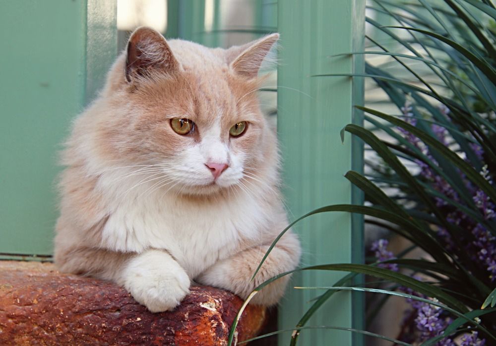 Photograph by Irina Radzinskaya