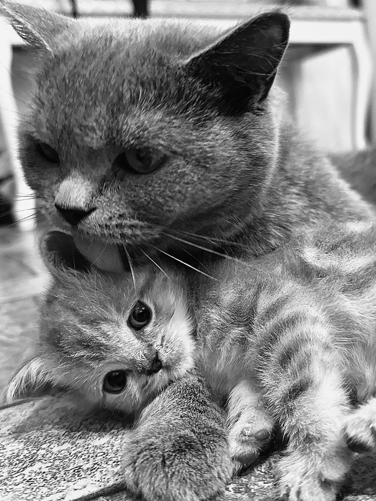 Фотография автора Олег Васильев