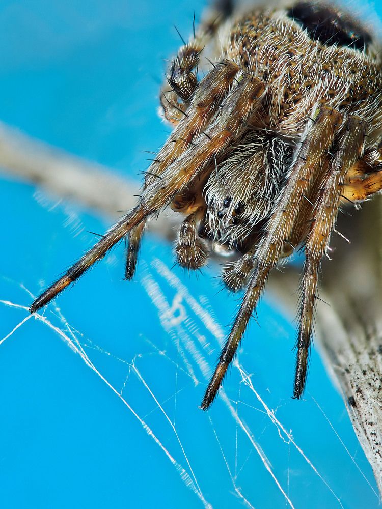 Photograph by Геннадий Сухинин