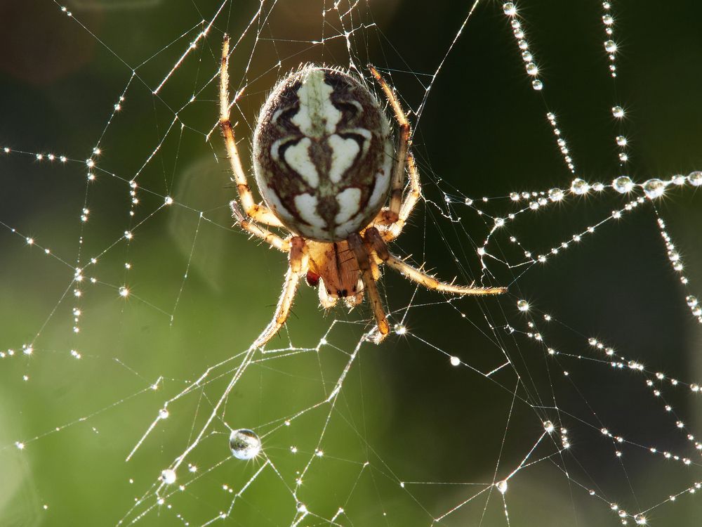 Photograph by Геннадий Сухинин