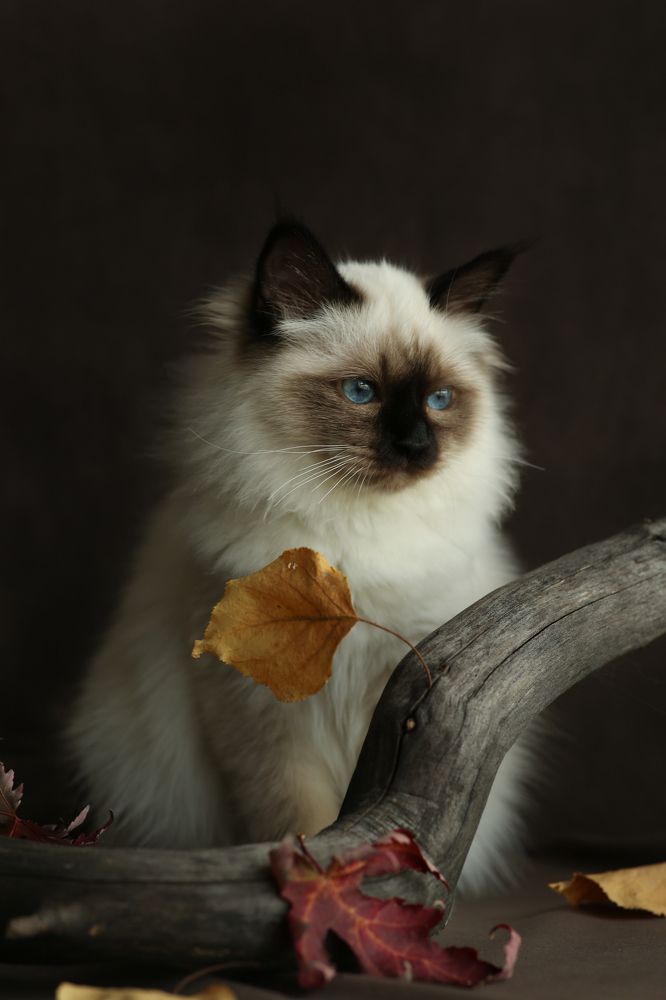 Photograph by Нина Колесова