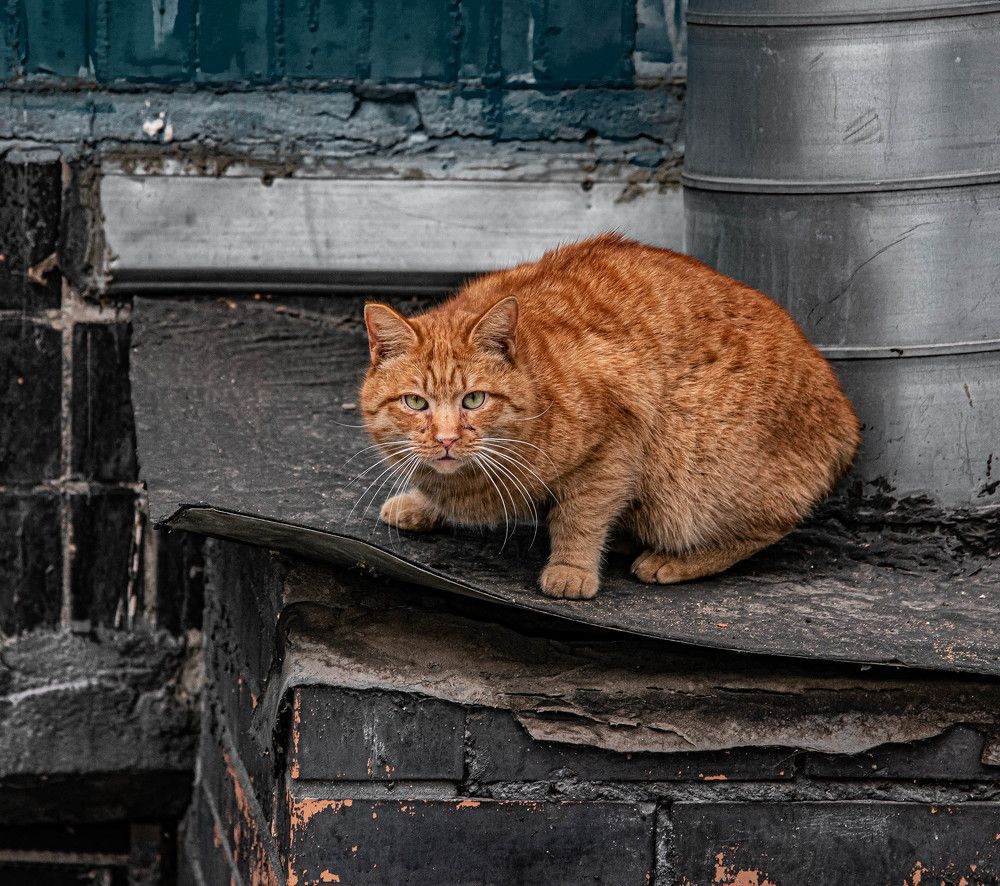 Photograph by Михаил Крайнев