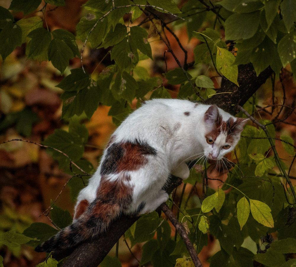 Photograph by Михаил Крайнев