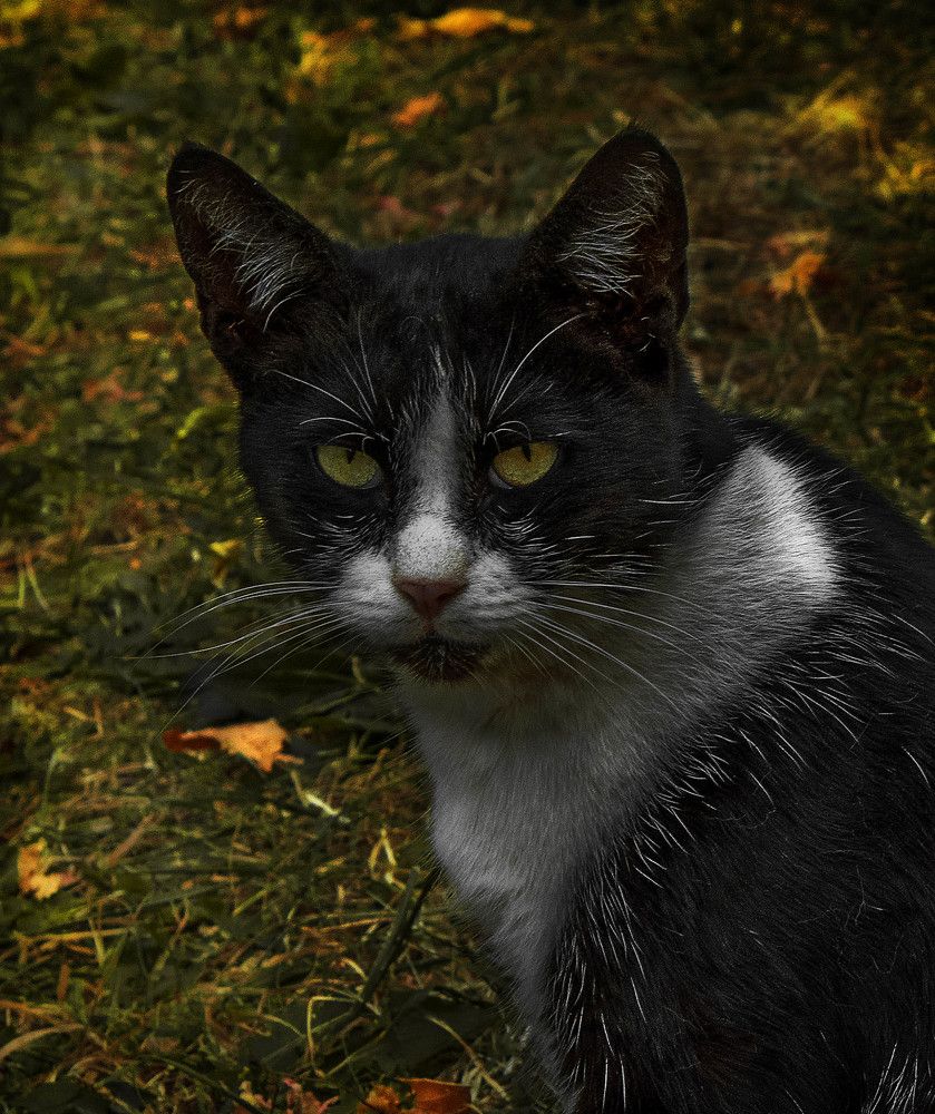 Photograph by Михаил Крайнев