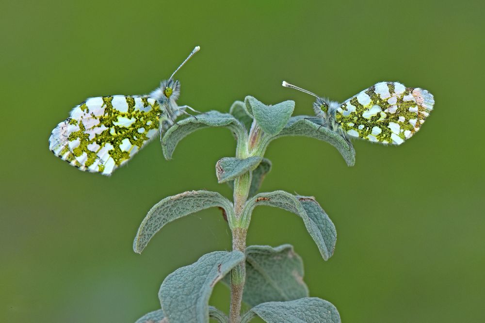 Фотография автора Ibrahim Alkan
