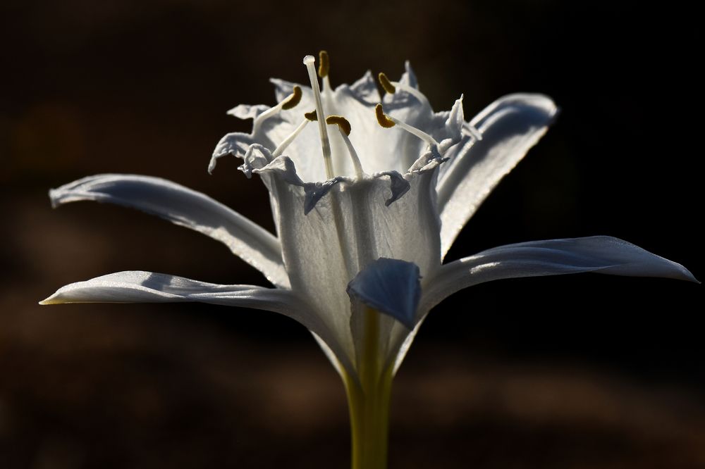 Фотография автора Ibrahim Alkan