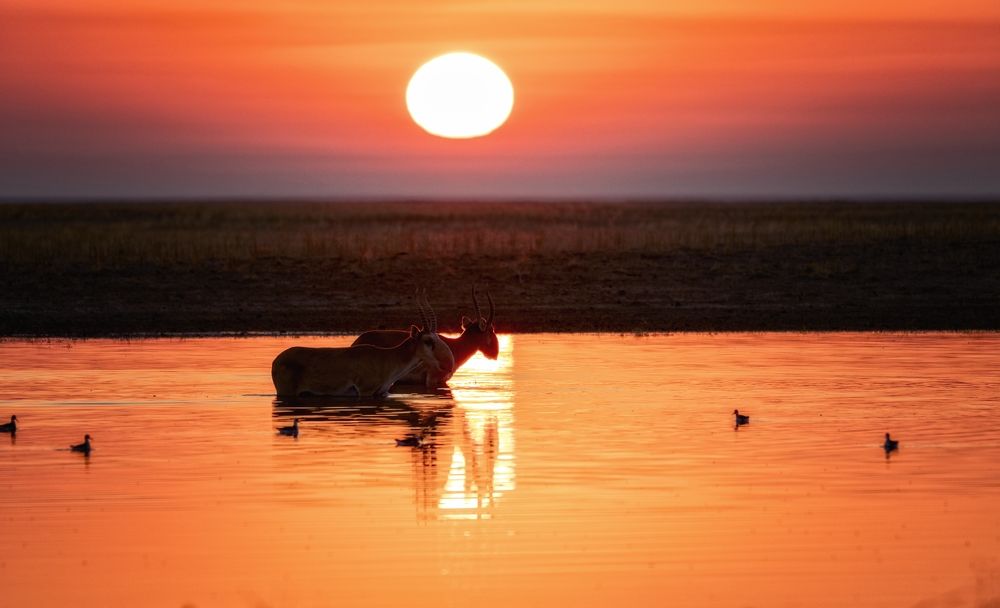 Незабываемый восход с сайгаками.