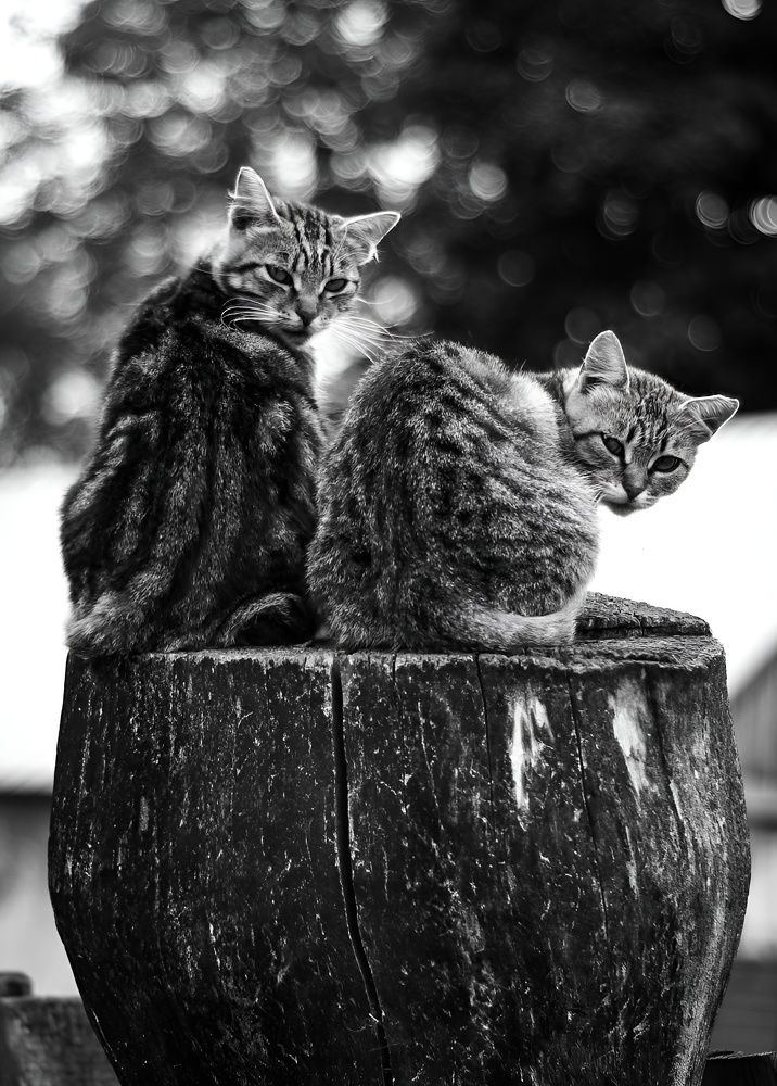 Photograph by Ася Весна