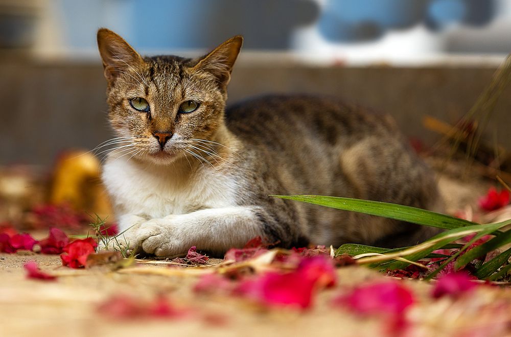 Фотография автора SAJJAD MAHMOOD