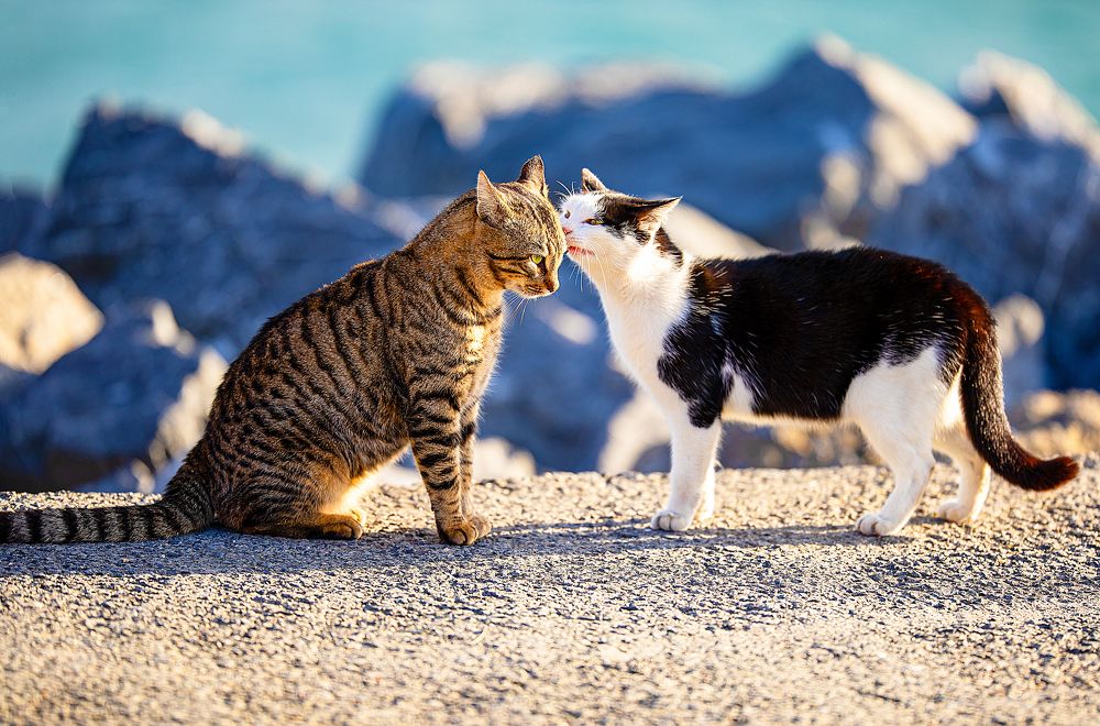 Фотография автора SAJJAD MAHMOOD