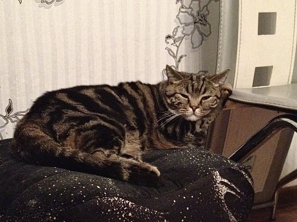 Фотография автора Gala Timaeva