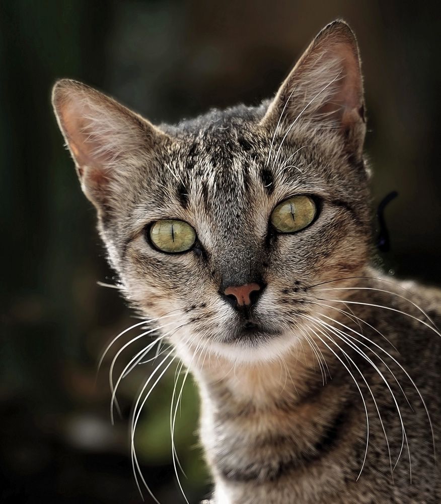 Photograph by Raed Victor Saad