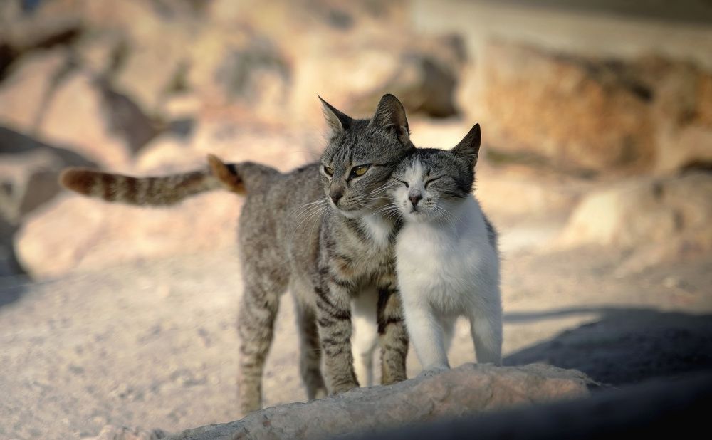 Photograph by Raed Victor Saad