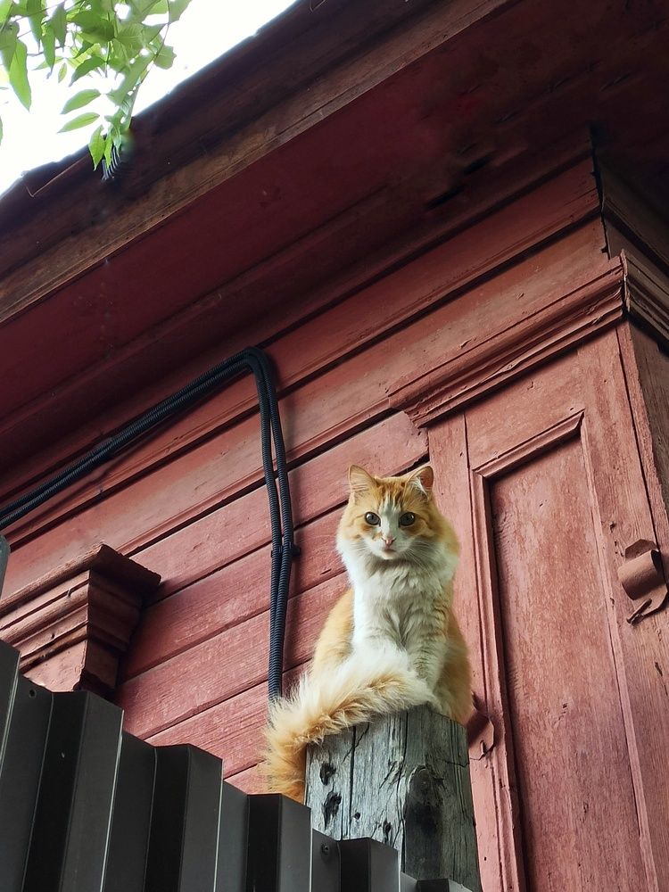 Photograph by Новикова Елена Сергеевна