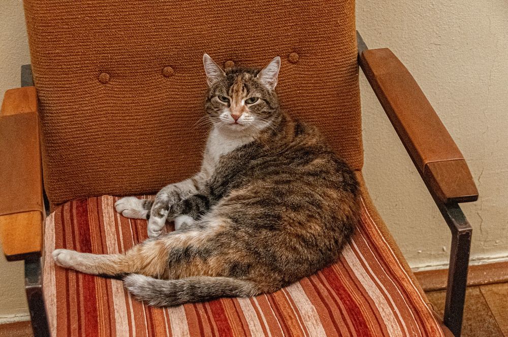 Photograph by Vladimir  Komarov