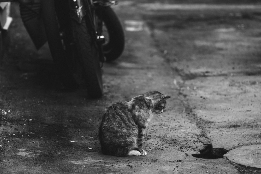 Photograph by Елизавета Чечевица