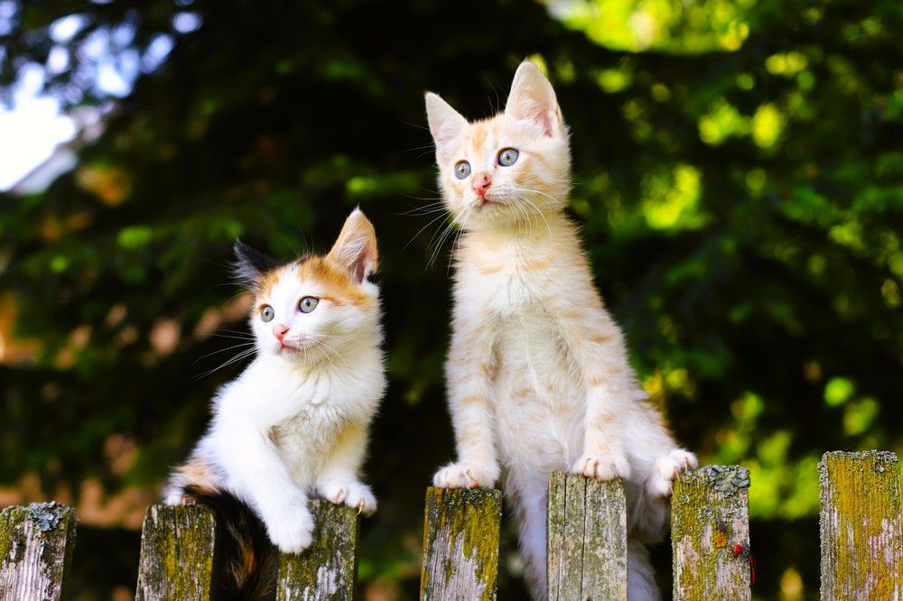 Фотография автора Михаил Лупина