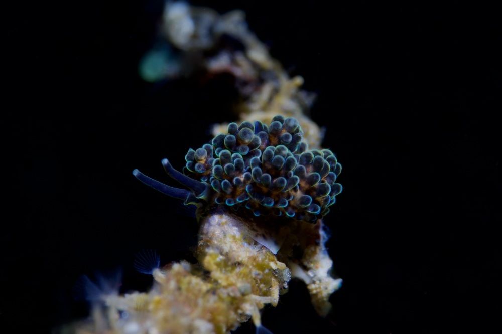 Nudibranch Black Doto