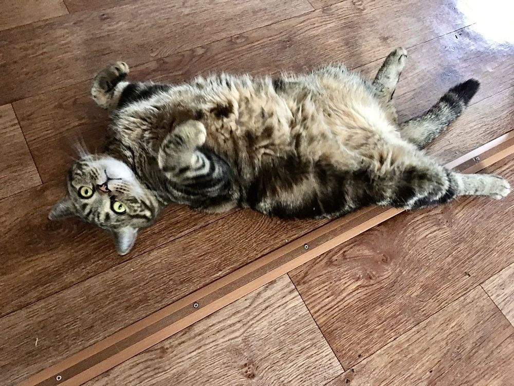 Фотография автора Gala Timaeva