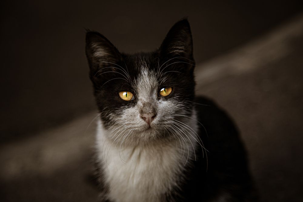 Фотография автора Майрануш Оганнисян