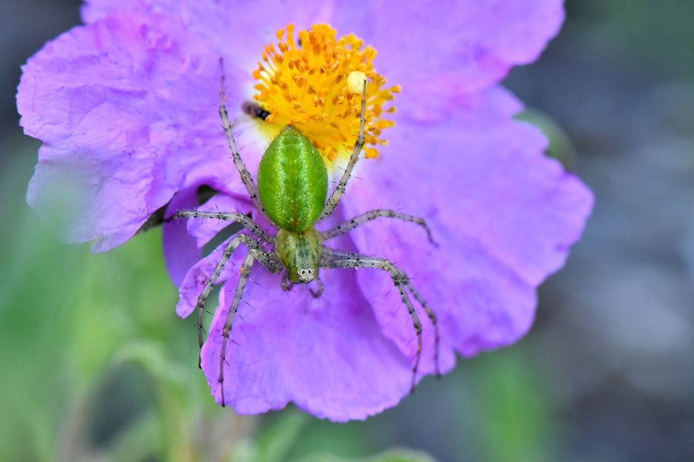Фотография автора Ibrahim Alkan