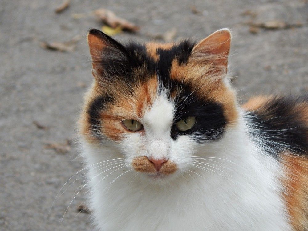 Photograph by Ирина Самойленко