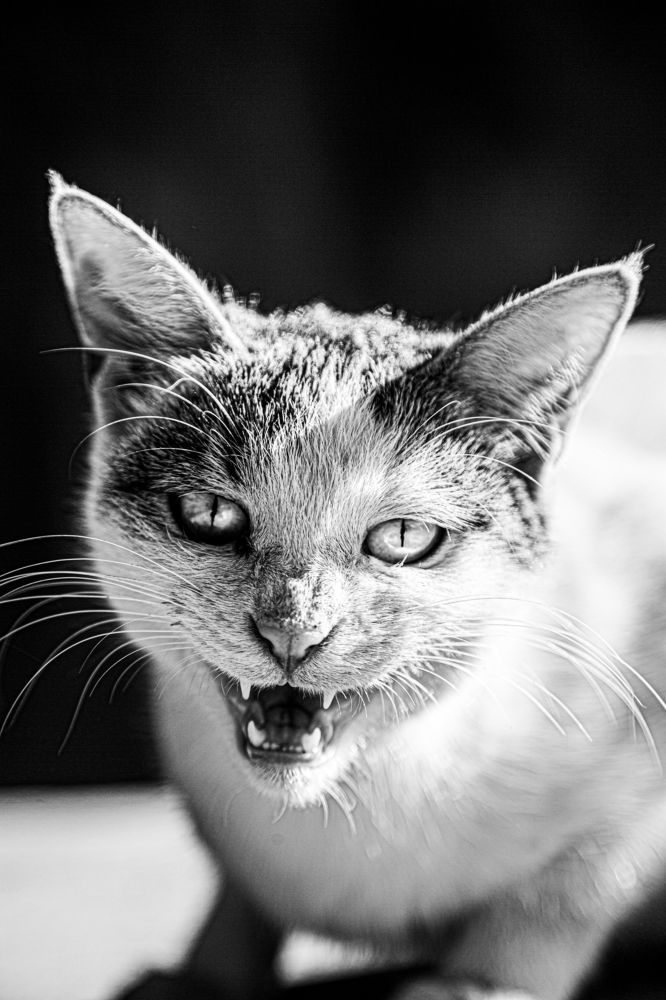 Фотография автора Майрануш Оганнисян