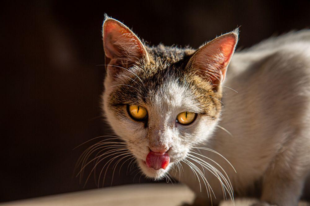 Фотография автора Майрануш Оганнисян