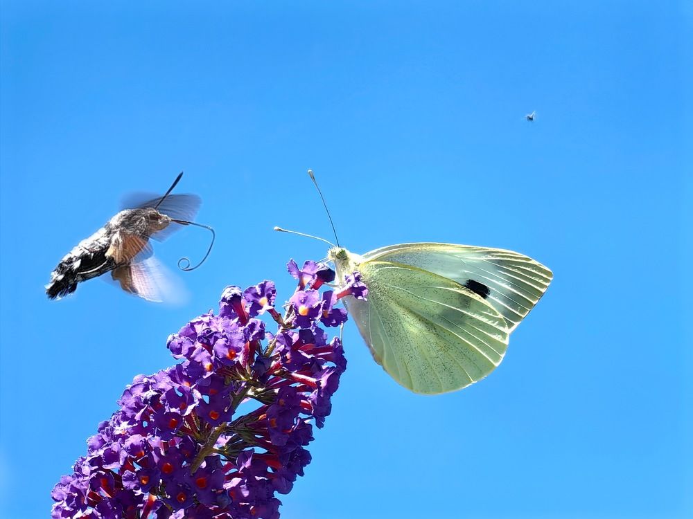 Photograph by Alen Brkić
