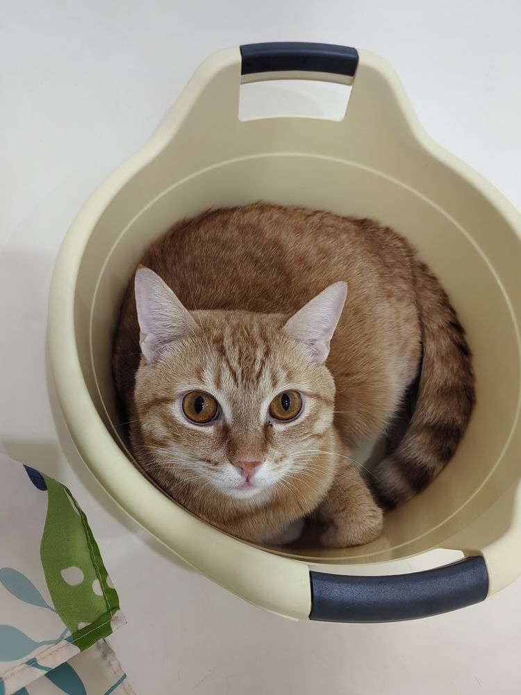 Коты это жидкость