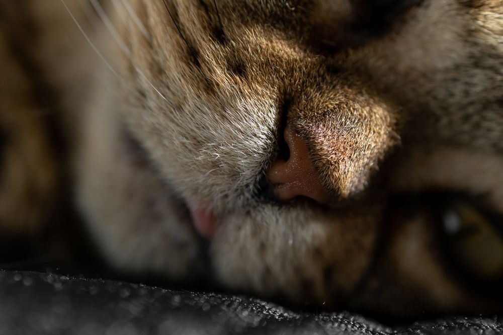 Photograph by Анжелика Сороколетова