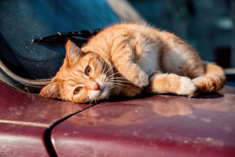 Photograph by Ксения Рябухина