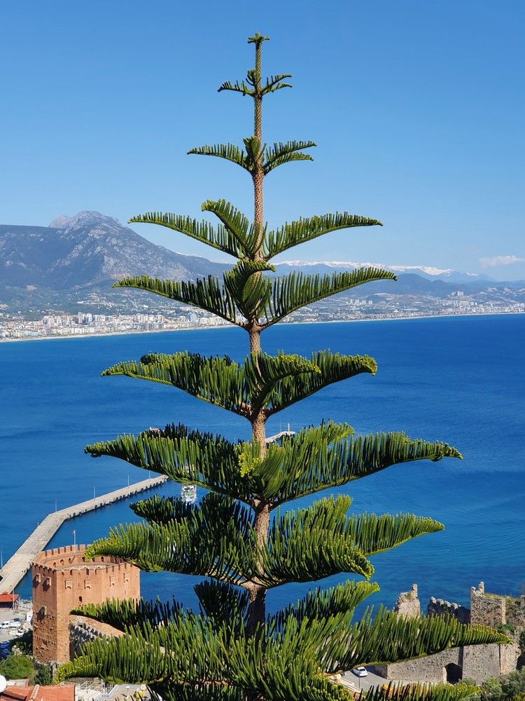 Photograph by Лидия Лащева