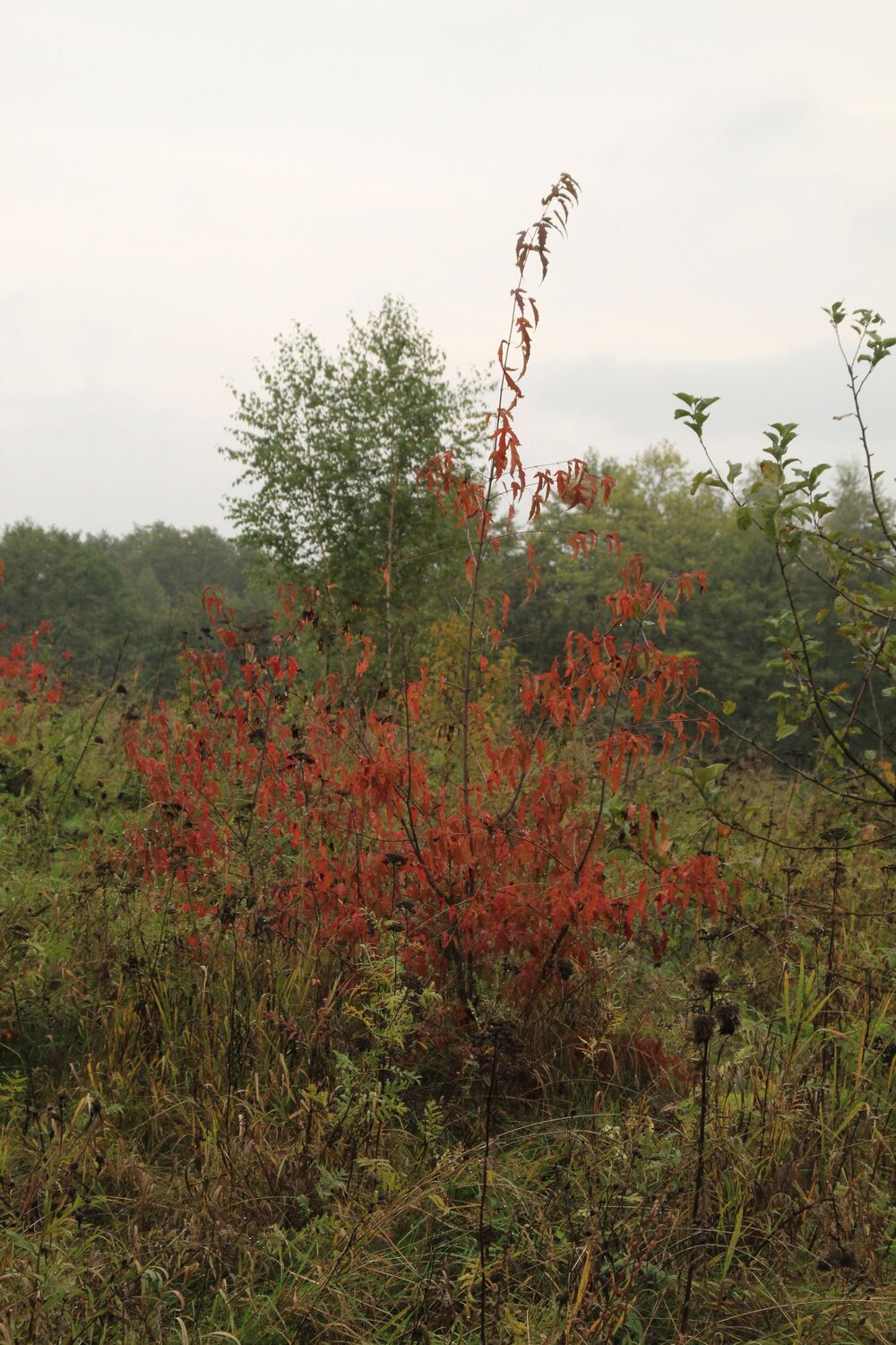 Photo #10689102