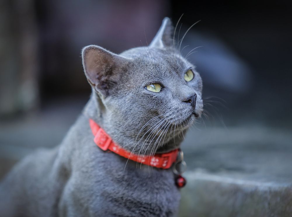 Фотография автора Manjula Perera